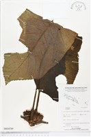 登錄號:BS04789藏品圖，第1張