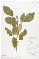 白木蘇花藏品圖，第1張