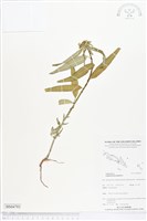 白苞猩猩草藏品圖，第1張