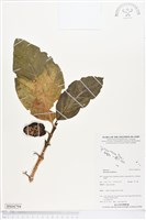 檄樹、諾麗果藏品圖，第1張