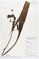 紫苞舌蘭、紫蘭藏品圖，第1張