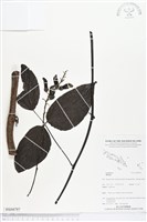 登錄號:BS04797藏品圖，第1張