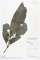 登錄號:BS04799藏品圖，第1張