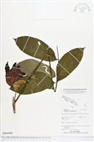 火燄木藏品圖，第1張