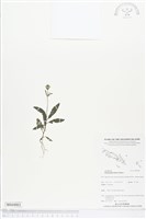 登錄號:BS04801藏品圖，第1張