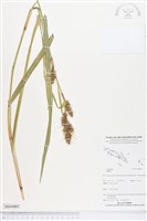 登錄號:BS04802藏品圖，第1張