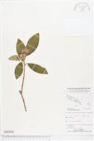 基尖葉野牡丹藏品圖，第1張