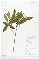 登錄號:BS04808藏品圖，第1張