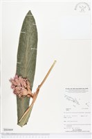 登錄號:BS04809藏品圖，第1張