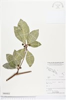 登錄號:BS04810藏品圖，第1張