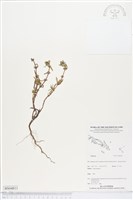 登錄號:BS04811藏品圖，第1張