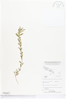 登錄號:BS04812藏品圖，第1張