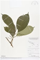 登錄號:BS04813藏品圖，第1張