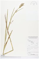 登錄號:BS04814藏品圖，第1張