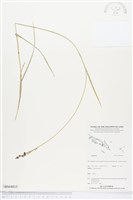 登錄號:BS04815藏品圖，第1張