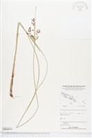 登錄號:BS04816藏品圖，第1張
