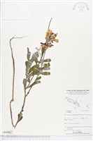 登錄號:BS04817藏品圖，第1張