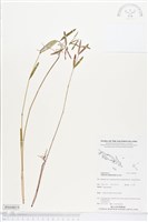 登錄號:BS04819藏品圖，第1張