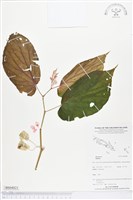 登錄號:BS04821藏品圖，第1張