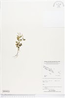 登錄號:BS04824藏品圖，第1張