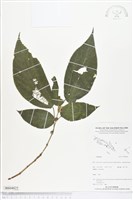登錄號:BS04825藏品圖，第1張