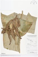 登錄號:BS04826藏品圖，第1張