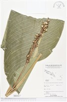 登錄號:BS04827藏品圖，第1張