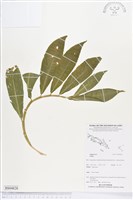 登錄號:BS04828藏品圖，第1張