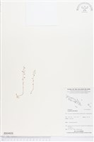 登錄號:BS04830藏品圖，第1張