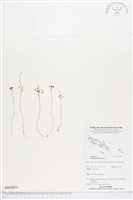 登錄號:BS04831藏品圖，第1張