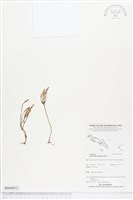 登錄號:BS04832藏品圖，第1張