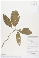 登錄號:BS04834藏品圖，第1張
