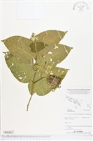 登錄號:BS04837藏品圖，第1張