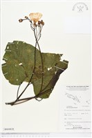 登錄號:BS04838藏品圖，第1張