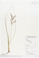 登錄號:BS04840藏品圖，第1張