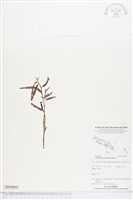 水丁香藏品圖，第1張