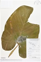 登錄號:BS04842藏品圖，第1張