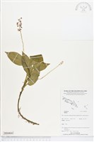 登錄號:BS04843藏品圖，第1張