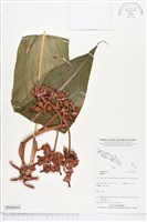 登錄號:BS04844藏品圖，第1張