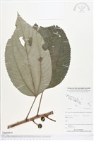 登錄號:BS04846藏品圖，第1張