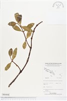 登錄號:BS04848藏品圖，第1張