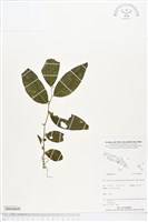 登錄號:BS04849藏品圖，第1張
