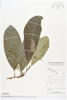 登錄號:BS04850藏品圖，第1張