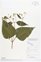 登錄號:BS04852藏品圖，第1張