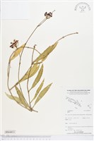 登錄號:BS04853藏品圖，第1張