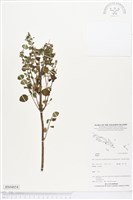 登錄號:BS04854藏品圖，第1張