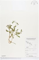 登錄號:BS04855藏品圖，第1張