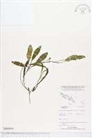 登錄號:BS04856藏品圖，第1張