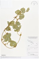 登錄號:BS04858藏品圖，第1張