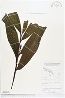 登錄號:BS04859藏品圖，第1張